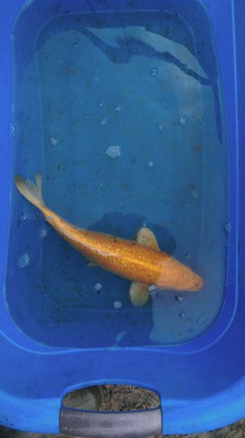 34 cm - crapii mei 2017