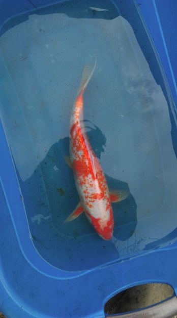 38 cm - crapii mei 2017