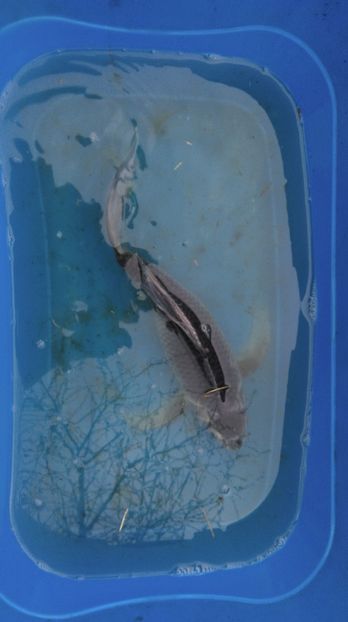 40 cm vandut - crapii mei 2017