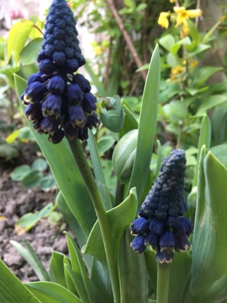  - Muscari 2017