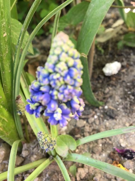  - Muscari 2017