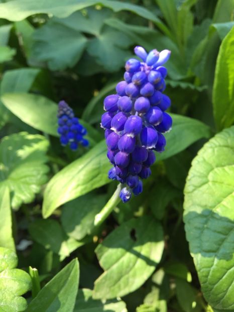  - Muscari 2017