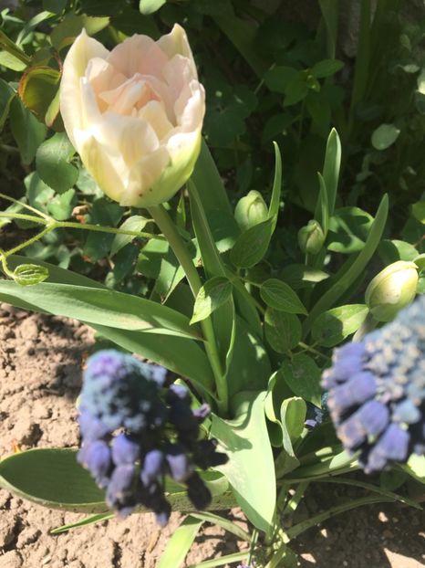  - Muscari 2017