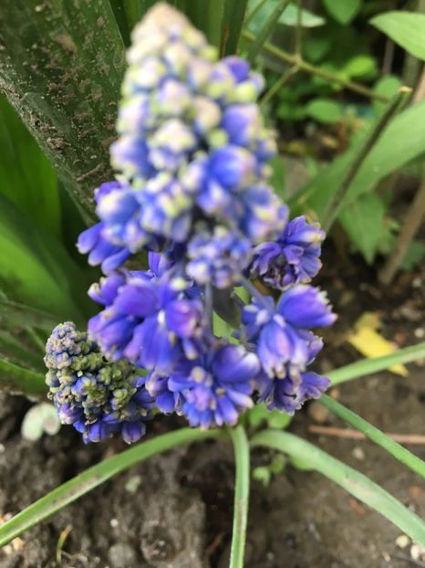  - Muscari 2017
