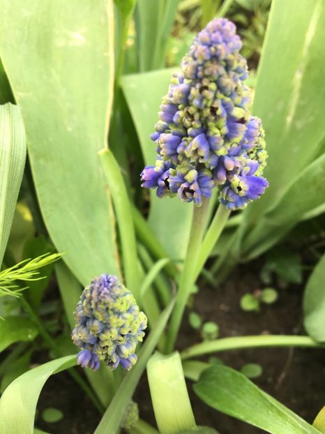  - Muscari 2017