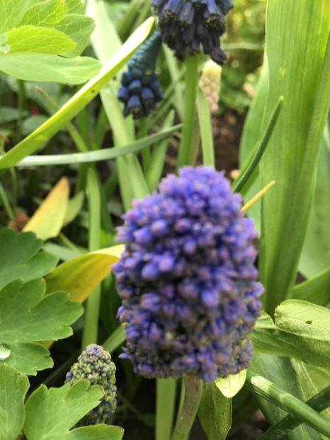  - Muscari 2017