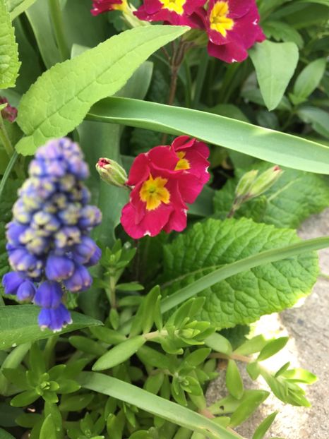  - Muscari 2017