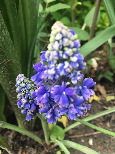  - Muscari 2017