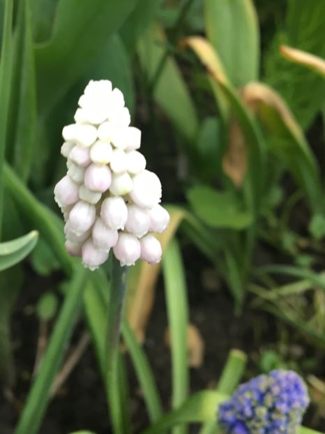  - Muscari 2017