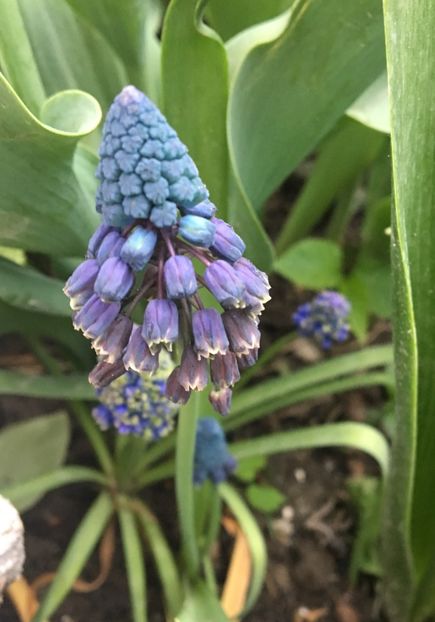  - Muscari 2017
