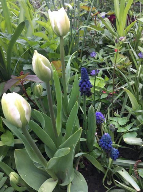  - Muscari 2017