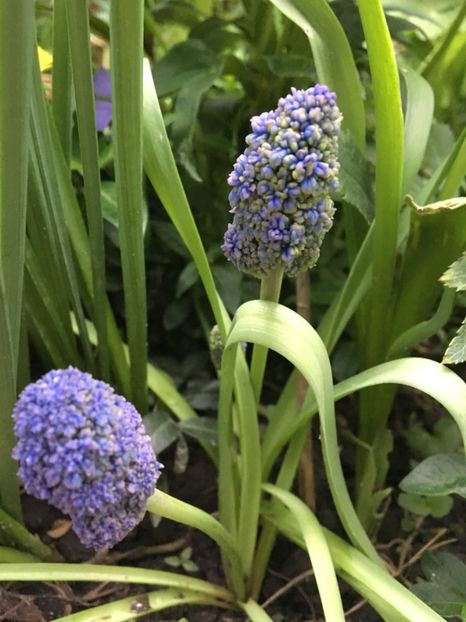  - Muscari 2017