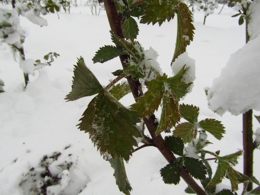 20april 2017 - o - Muri