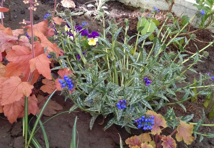 Pulmonaria longifolia EB Anderson - 2017 plantele mele