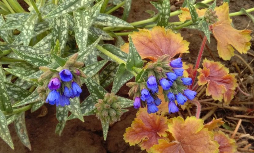 Pulmonaria longifolia EB Anderson +heuchera delta dawn - 2017 plantele mele