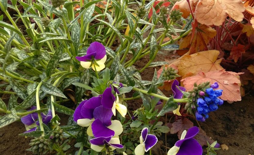Pulmonaria longifolia EB Anderson - 2017 plantele mele