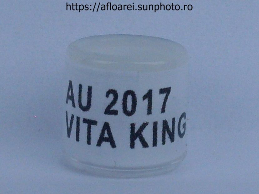 AU 2017 VITA KING - AMERICA