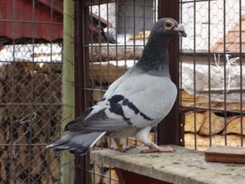 Masc.2015.H. - VOIAJORI MASCULI Stil Vechi si frumusete 2017-2018