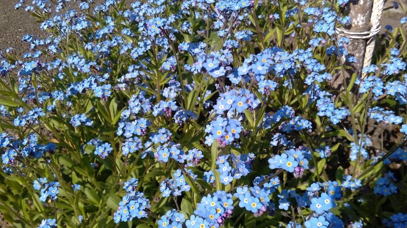 Floarea de Nu-ma-uita - Myosotis - 2017 plantele mele