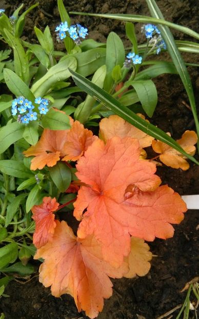 Floarea de Nu-ma-uita - Myosotis + heuchera paprika - 2017 plantele mele
