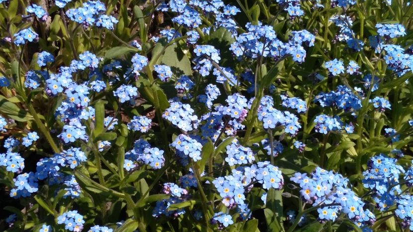 Floarea de Nu-ma-uita - Myosotis - 2017 plantele mele