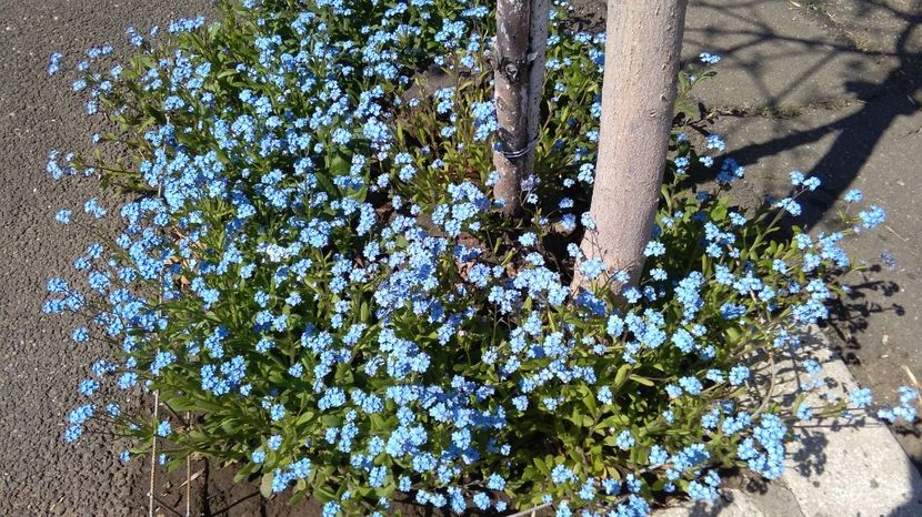 Floarea de Nu-ma-uita - Myosotis - 2017 plantele mele