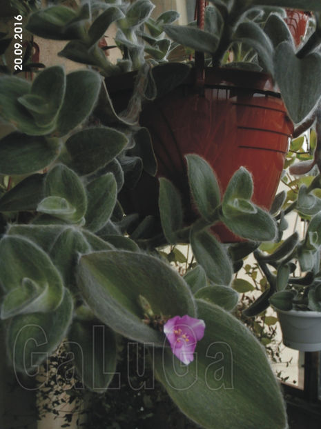 Tradescantia Sillamontana - Sillamontana
