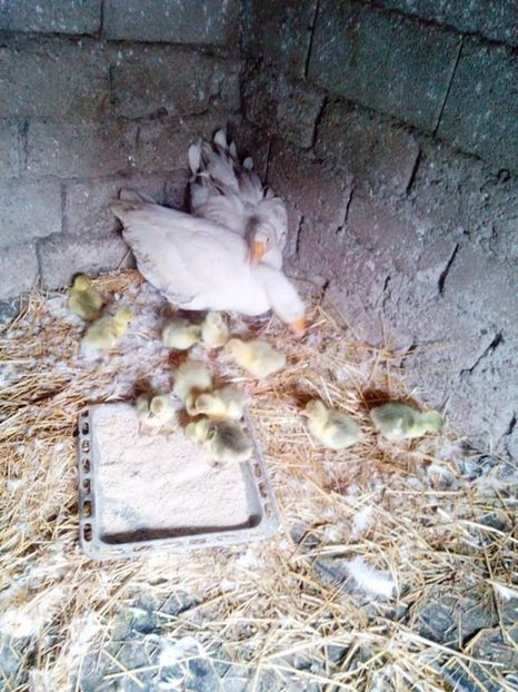  - Gastele cu boboci 2017