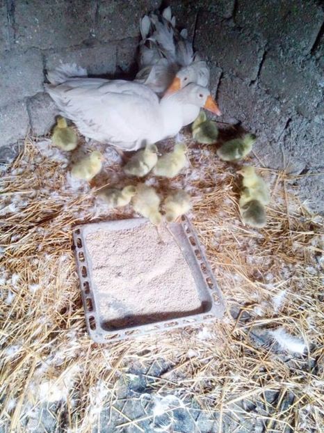  - Gastele cu boboci 2017