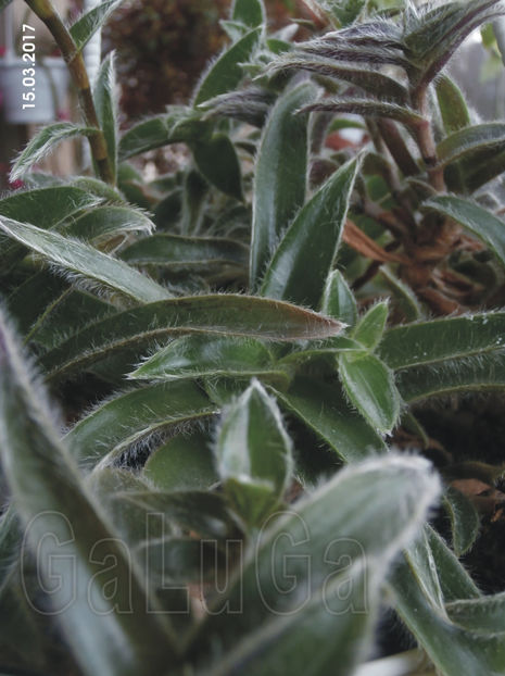 Tradescantia Somaliensis - Somaliensis
