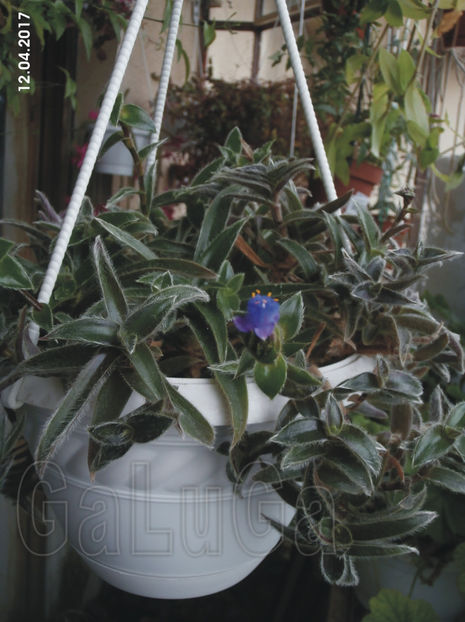 Tradescantia Somaliensis - Somaliensis