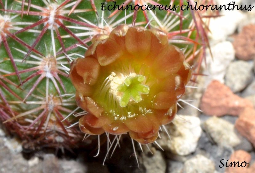 Echinocereus chloranthus - Flori cactusi 2017