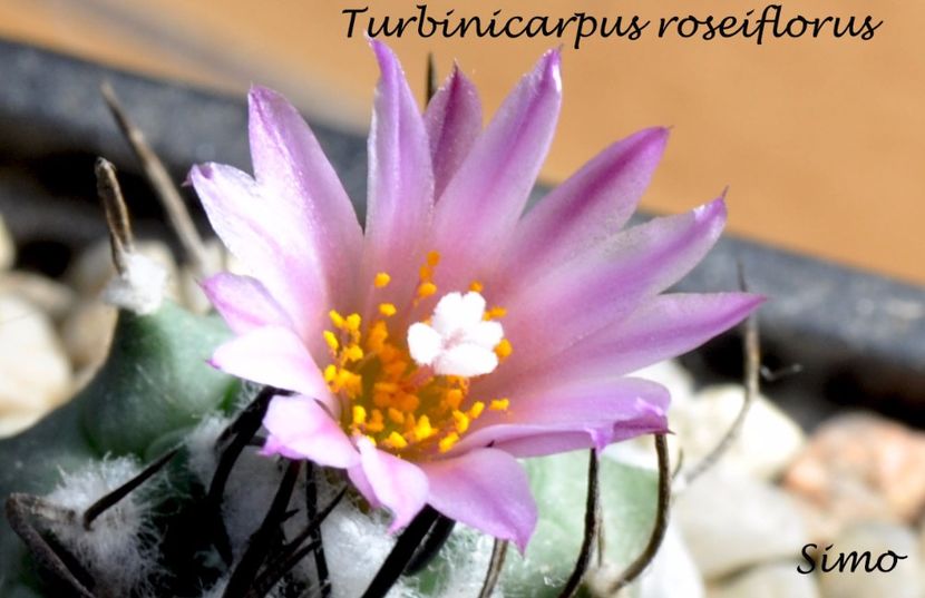 Turbinicaspus roseiflorus - Flori cactusi 2017