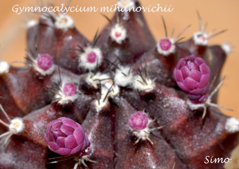 Gymnocalycium mihanovichii - Flori cactusi 2017