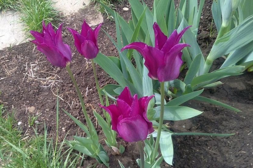  - 2017 plantele mele