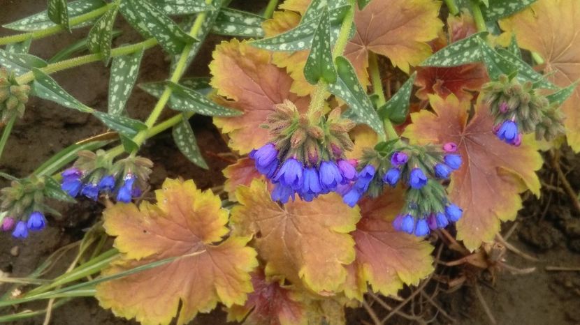 Pulmonaria longifolia EB Anderson - 2017 heuchera heucherella brunnera