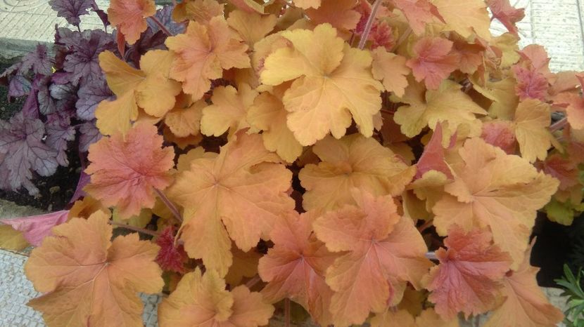 heuchera caramel - 2017 heuchera heucherella brunnera