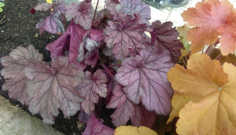 spellbound+caramel - 2017 heuchera heucherella brunnera