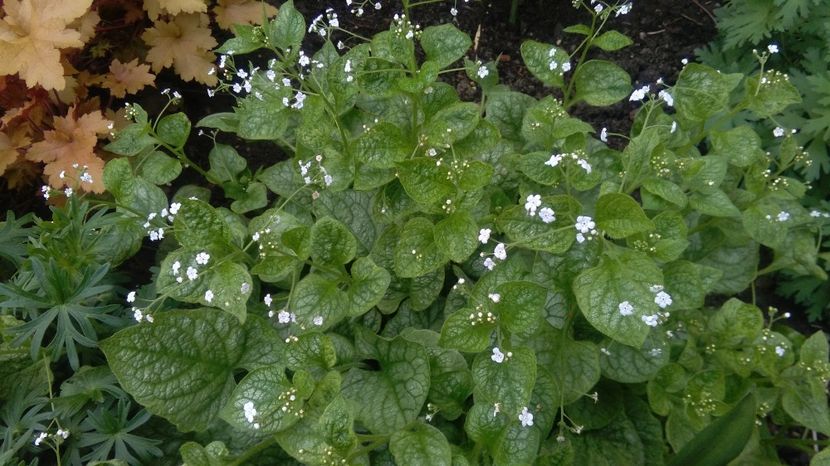 Brunnera mr morse - 2017 heuchera heucherella brunnera