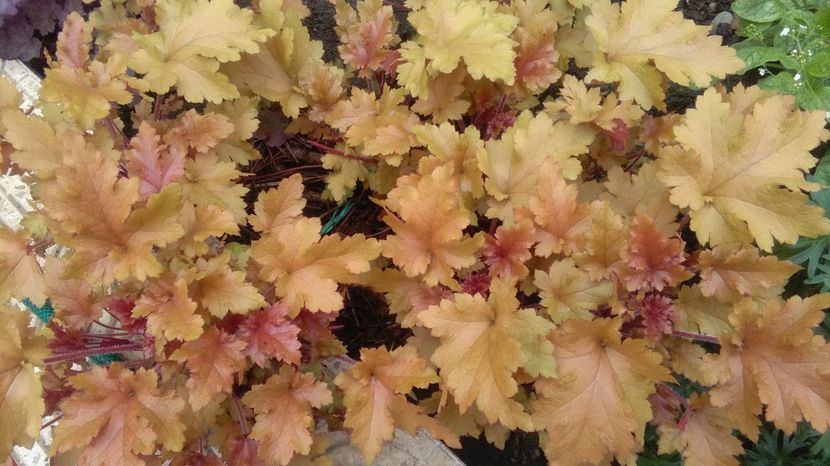heuchera marmelade - 2017 heuchera heucherella brunnera