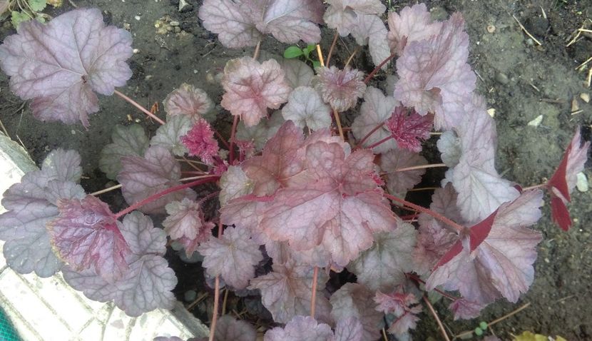 heuchera rave on - 2017 heuchera heucherella brunnera