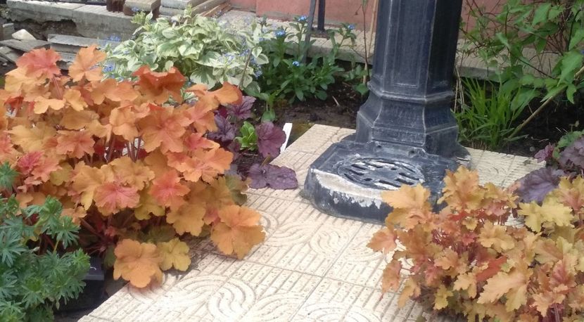  - 2017 heuchera heucherella brunnera