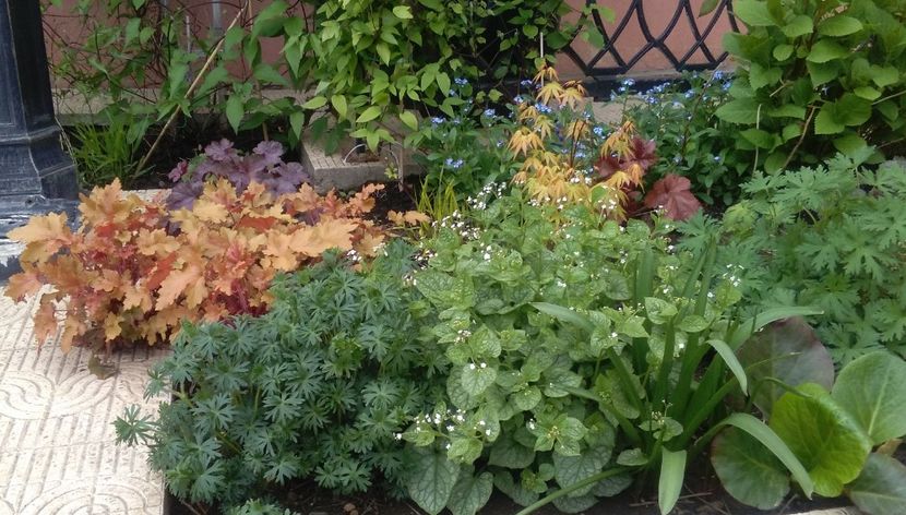  - 2017 heuchera heucherella brunnera