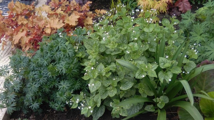  - 2017 heuchera heucherella brunnera