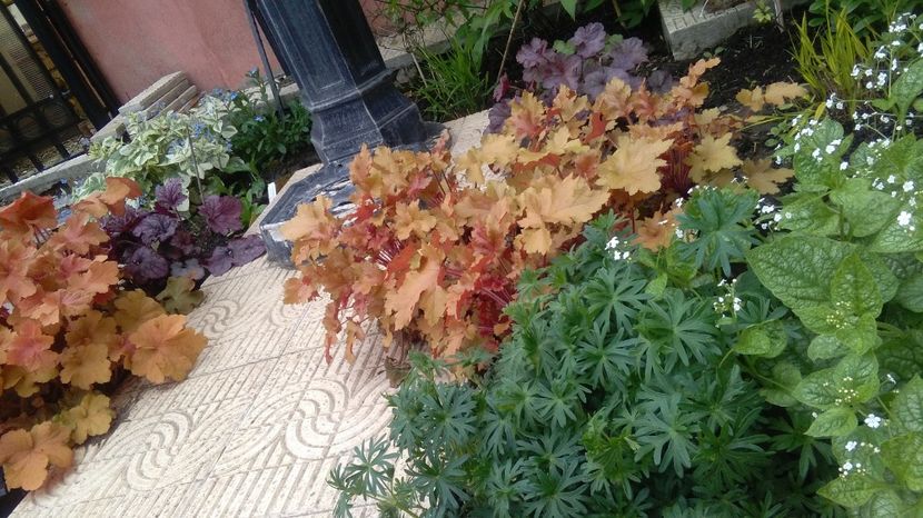  - 2017 heuchera heucherella brunnera