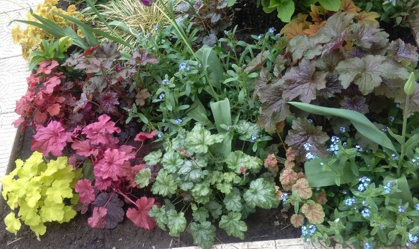 Solar Eclipse+  cherry-cola+electra+berrysmoothie+ paris+van gogh+ - 2017 heuchera heucherella brunnera