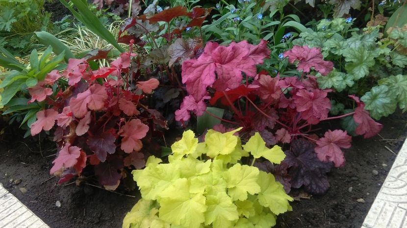 cherry-cola+electra+berrysmoothie - 2017 heuchera heucherella brunnera