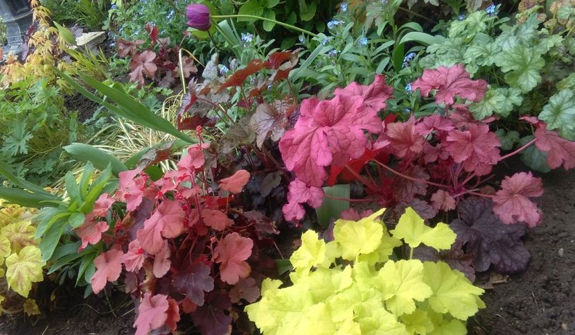  - 2017 heuchera heucherella brunnera
