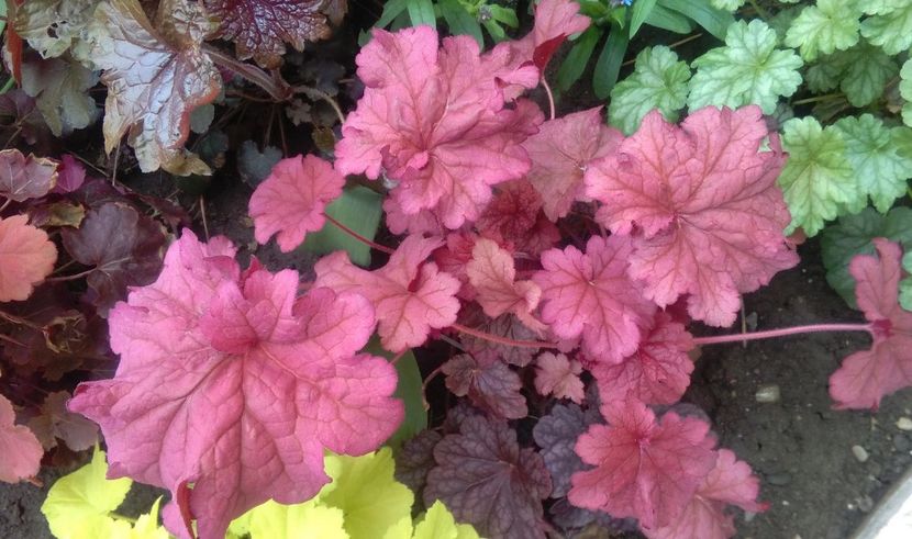 heuchera berrysmoothie - 2017 heuchera heucherella brunnera