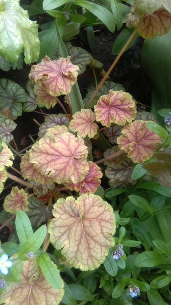 heuchera van gogh - 2017 heuchera heucherella brunnera